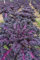 Seedeo® Roter Grünkohl (Brassica oleracea var. sabellica) ca. 100 Samen BIO