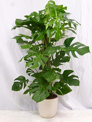 [Palmenlager] - Monstera pertusum - Fensterblatt - 150 cm - Topf Ø 24 cm/Lieferung inkl. Rankhilfe // Zimmerpflanze mit großen Blättern