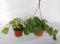Planta del dinero (Maceta 10,5 cm Ø) - Planta viva de interior
