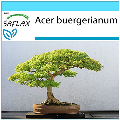 SAFLAX - Geschenk Set - Bonsai - Dreispitzahorn - 30 Samen - Mit Geschenk- / Versandbox, Versandaufkleber, Geschenkkarte und Anzuchtsubstrat - Acer buergerianum
