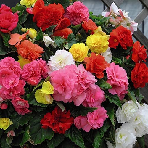 Begonia Bulbs 'Non-Stop Mixed' Tuberous Half-Hardy Perennial Fully Double Blooms Brightly Colours Mix Weather Resistant Easy to Grow Your Own Flowers, 40x Bulbs by Thompson & Morgan (40)