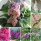350 pcs Sommerflieder Samen winterharte balkonpflanzen hochbeet samen Schmetterlingsflieder Winterhart Samen bienenweide saatgut mehrjährig, geschenke für gartenfreunde blumensamen