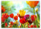 ge Bildet Bild auf Leinwand | Frühlings Tulpen in 70x50 cm als Wandbild | Wand-deko Dekoration Wohnung modern Bilder | 1311