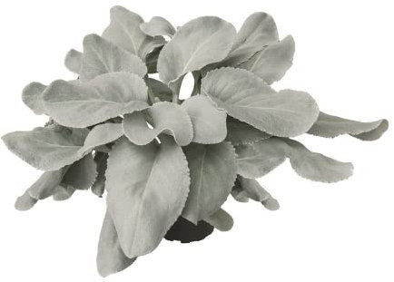 Senecio candidans 'Angel Wings' - Greisblatt, Senecio candidans (Senaw`s) im Topf 12 cm - 12 cm