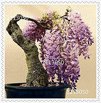 5: Wisteria Samen, Bonsai Wisteria sinensis Baum 100% echte Samen in-kind-Schießen, 100 teile/beutel