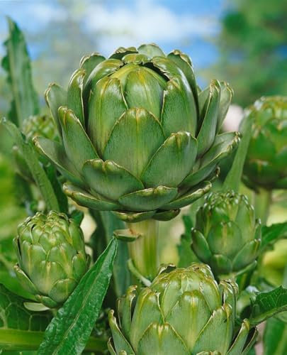 Cynara scolymus ca. 11x11 cm Topf - Artischocke, dekorative Blätter, essbare Knospen, ideal für Kübel und Beete, pflegeleicht, bienenfreundlich