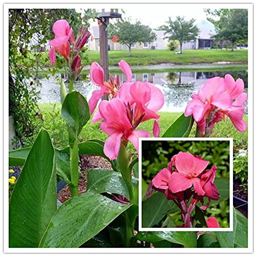 Fiori ornamentali rosa carino/fiori incredibili aiuole facili da coltie-4 bulbi