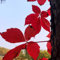 200 pcs Wilder Wein Pflanze Samen, hängepflanzen, zaun deko vines Parthenocissus tricuspidata - pflanzen für draußen winterhart kletterpflanzen winterhart, deko pflanzen winterharte