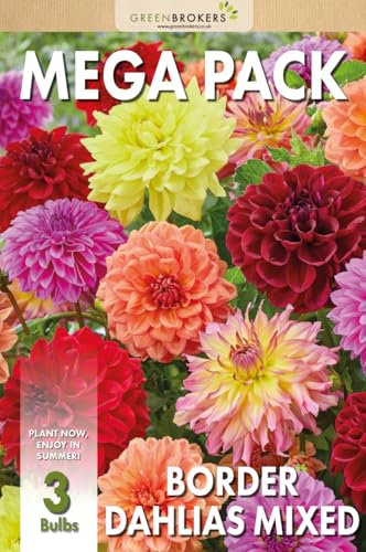 Mega Pack Border Dahlias Bulbs | Mixed Summer Flowering Bulbs | Bee & Butterfly Friendly | Eco Packaging | Premium Holland Selection Quality