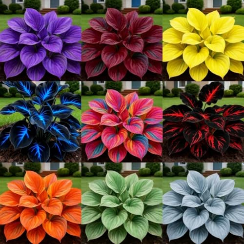 Brilliant Funkienzwiebeln, mehrjährig, Großpackung, professionelle Bepflanzung für atemberaubende Garten-Displays-15 Blumenzwiebeln-A