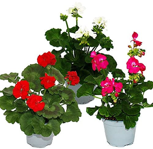 Exotenherz - Geranien stehend - Pelargonium zonale - 12cm Topf - Set mit 3 Pflanzen - Farb-Mix