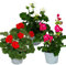 Exotenherz - Geranien stehend - Pelargonium zonale - 12cm Topf - Set mit 3 Pflanzen - Farb-Mix