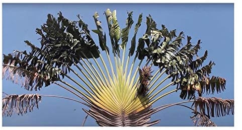 Stk - 10x Ravenala madagascariensis Palme Garten Pflanzen - Samen B159 - Seeds & Plants Shop by Ipsa