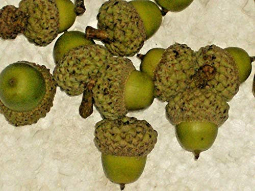 12 White Oak Acorns - Quercus Alba