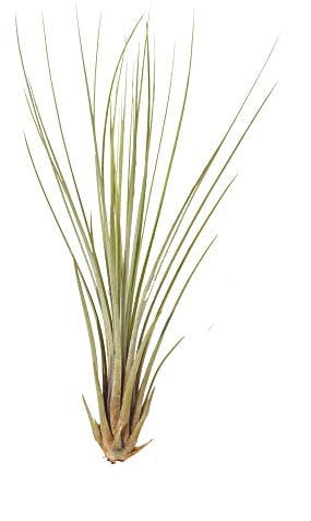 Tillandsia juncea ca. 16 cm groß, Tillandsie, Bromeliengewächs
