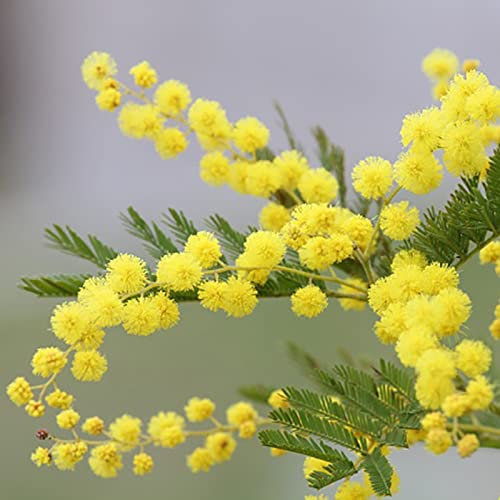 Saterkali Semillas de Mimosa Pudica, 100 piezas Semillas de Mimosa Pudica Natural Alta tasa de germinación Semillas de Mimosa Pudica amarillas ligeras para patio Amarillo Semillas de Mimosa Pudica