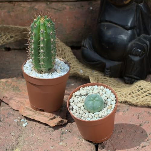 Lophophora williamsii (2cm) + Trichocereus peruvianus (5cm)