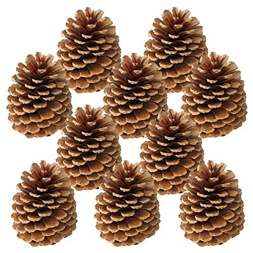 matches21 Deko Zapfen für Gestecke Walddeko Naturdeko Herbstdeko Tannenzapfen Bastelmaterial braun 10er Set je 10-14 cm