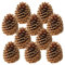 matches21 Deko Zapfen für Gestecke Walddeko Naturdeko Herbstdeko Tannenzapfen Bastelmaterial braun 10er Set je 10-14 cm