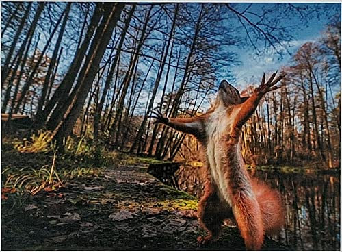 Puzzle 1000 Teile Squirrel Eichhörnchen 69x51 cm Wald Natur Gehirntraining