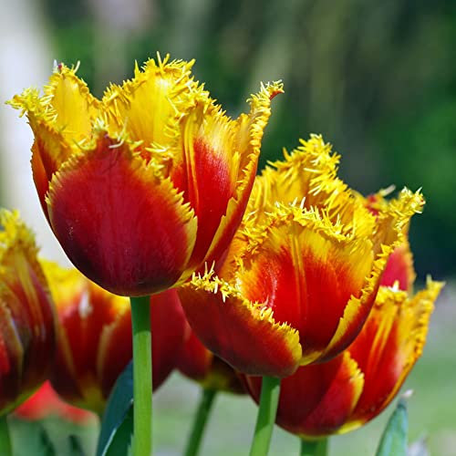 Tulpenzwiebeln Winterhart MehrjäHrig Blumenzwiebeln Exotische Pflanzen Balkonpflanzen Balkon Deko Blumen Geschenk Tulpen Zwiebeln Frisch Winterharte Stauden Balkonblumen 5 Tulpen Zwiebel RotGelb