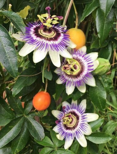 Passiflora Caerulea pianta rampicante in vaso ø19 cm h. 90/100 cm FOTO REALE Vivaio di Castelletto