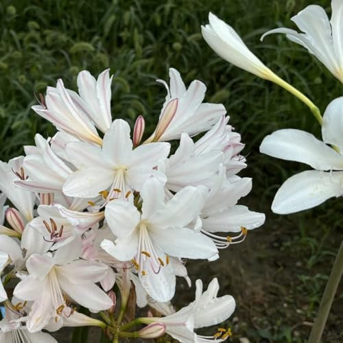 bulbi di giglio ragno - lycoris radiata - bulbi di aconito invernale, pianta perenne resistente bulbi rossa bulbi di fiori, fiori da balcone bulbi a primaverile, 2pcs