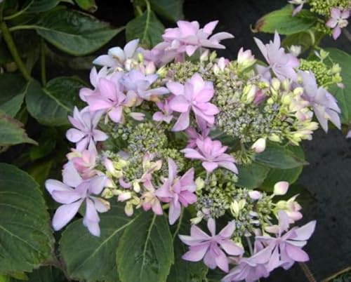 Bauernhortensie You and Me - Hydrangea macrophylla You and Me - Gefüllte Tellerhortensien - Ballhortensien