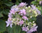 Bauernhortensie You and Me - Hydrangea macrophylla - Gefüllte Tellerhortensien - Ballhortensien