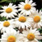 6 x Margerite 'Maikönigin' - Leucanthemum Vulgare 'Maikonigin' Topf 9x9cm: Große Blüten, aufrecht, anspruchslos.