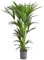 Dehner Kentia-Palme, Howea forsteriana, in Hydrokultur, 90-100 cm, Ø Topf 18 cm, Zimmerpalme