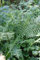 Dryopteris filix-mas 'Linear.Polydactylon' ca. 9x9 cm Topf - Wurmfarn, filigrane Wedel, ideal für schattige Standorte, winterhart, pflegeleicht