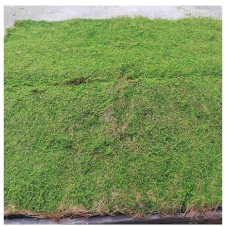 ALFAAL Moos Künstlich Simulationspflanze Moosbewachsener Rasen Plattenmoos für Garten Einkaufszentrum Aufzug Fenster Dekoration Moosmatte (Color : A, Size : 100x100cm/39.37x39.37in)