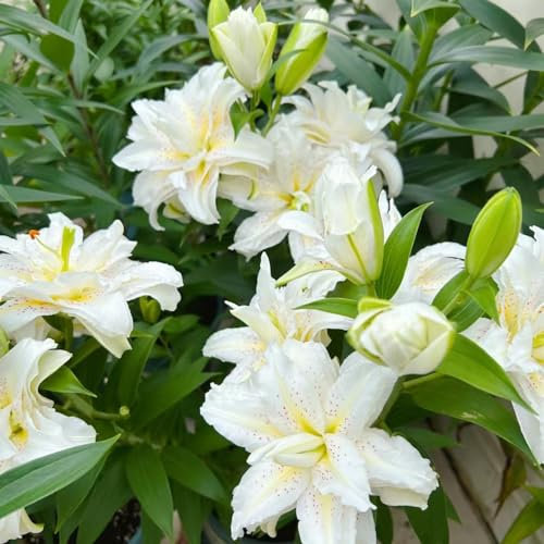 10 pz Acquista bulbi di giglio - Lilium brownii - Piante perenni resistenti per pieno sole, fiori resistenti gigli giganti gigli d'albero tuberi resistenti piante da giardino perenni