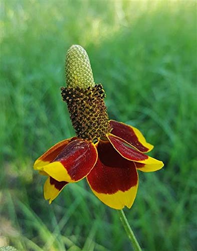 Stk - 40x Prärie Sonnenhut Zwerg Ratibida Blumen Pflanzen - Samen A20 - Seeds & Plants Shop by Ipsa