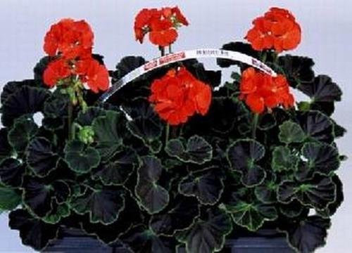 Semi di geranio zonale Black Velvet Series Red