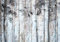 decomonkey Fototapete Holz 350x256 cm XL Tapete Wandbild Bild Fototapete Holzn Tapeten Wandtapete Wand Schlafzimmer Wohnzimmer Holzoptik Baum Vogel Natur
