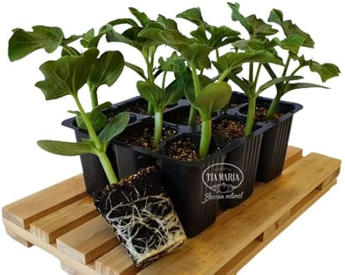 Planta de Sandía Rayada Natural Hortaliza Fácil de Cuidar y de Crecimiento Rápido