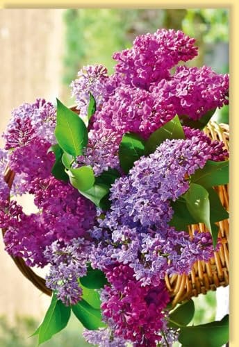 Skorpion Blankokarte mit Flieder im Korb - Lila & Grün Naturdesign, Perfekt für Muttertag & Genesung - mit Umschlag