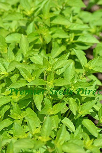PREMIER SEEDS DIRECT - HERB - Basil - Lemon - 1.7 Grams