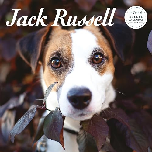 Jack Russell Deluxe Kalender 2025