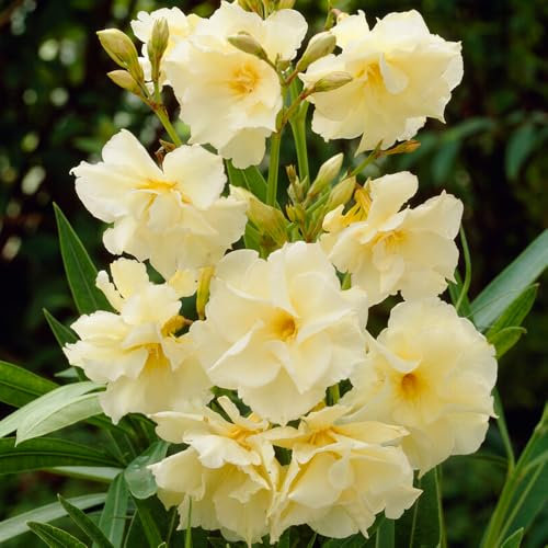 YouGarden Oleander Double Yellow 'Luteum Plenum' Standard Tree, 95-115cm Tall in 18cm Pot