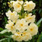 YouGarden Oleander Double Yellow 'Luteum Plenum' Standard Tree, 95-115cm Tall in 18cm Pot