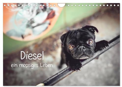Diesel - ein mopsiges Leben (Wandkalender 2026 DIN A4 quer), CALVENDO Monatskalender: Monatskalender, Jahreskalender (CALVENDO Tiere)