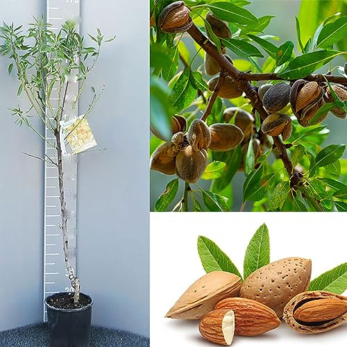 SAVINI VIVAI Amandier Guara Plantes fruitières Arbre en pot 22-24 cm 2-3 ans Hauteur 130-150 cm Fabriqué en Italie