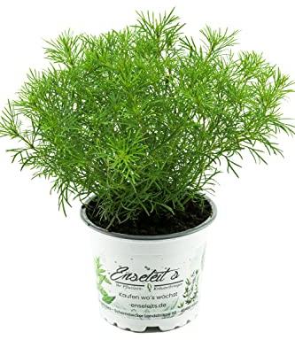 Lakritz-Tagetes, Frische Lakritz Pflanze (Tagetes filifolia)