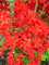 leuchtend rot blühende Garten Azalee Rhododendron luteum Fireball 30-40 cm hoch im 5 Liter Pflanzcontainer