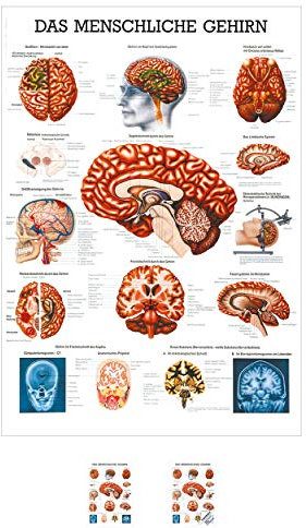 Sport-Tec Gehirn Mini-Poster Anatomie 34x24 cm medizinische Lehrmittel