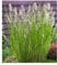 BALDUR Garten Lampenputzergras Magic, 1 Pflanze, Pennisetum alopecuroides Magic, Ziergras, winterharte Staude, trockenresistent, mehrjährig, blühend