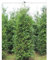 Lebensbaum Thuja plicata Atrovirens 160-180 cm. Angebot: 12 Thuja Heckenpflanzen